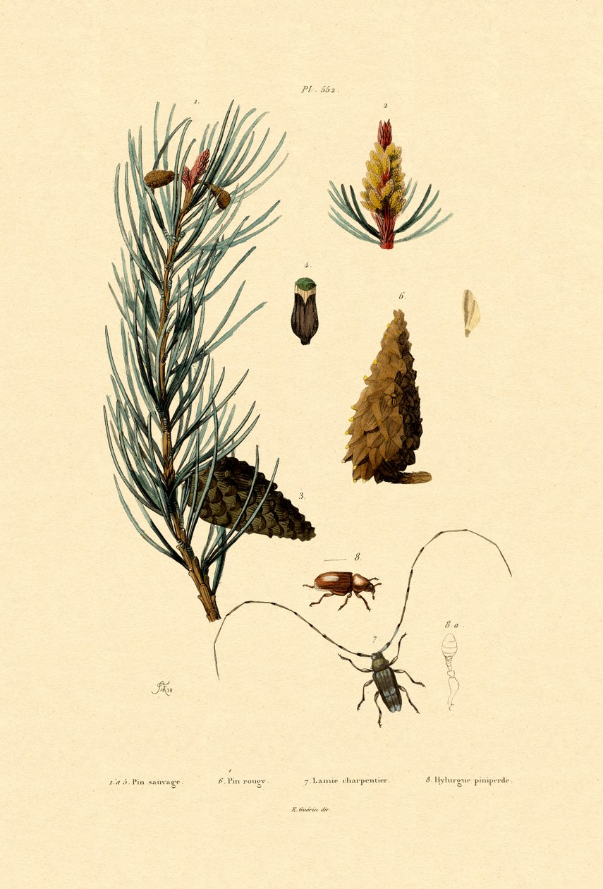 Skovfyr, 1833-39 af French School