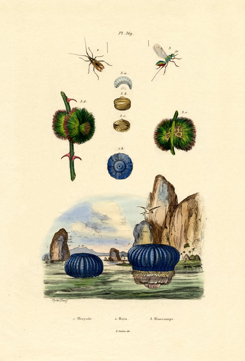 Søanemone, 1833-39 af French School