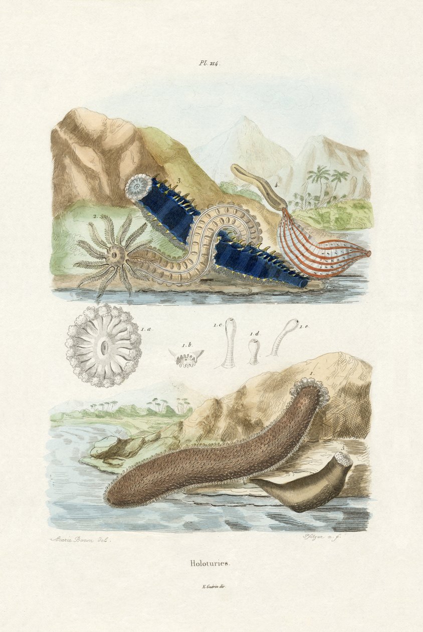 Havagurker, 1833-39 af French School