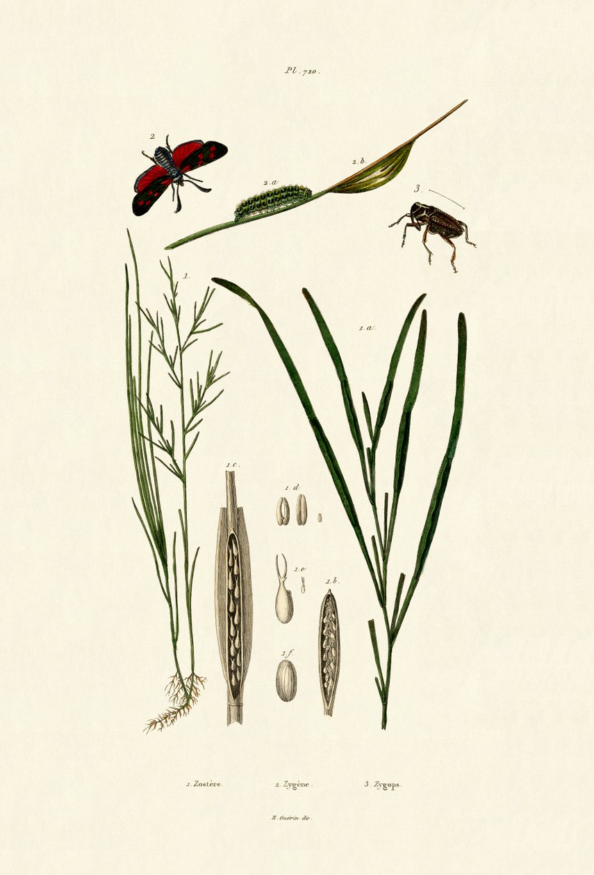 Søgræs, 1833-39 af French School