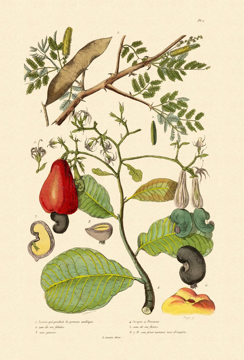 Senegal Gum Arabica, 1833-39 af French School