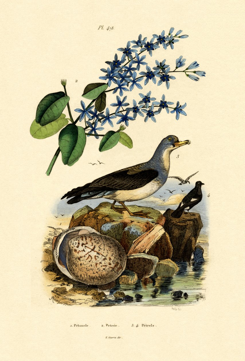 Shell, 1833-39 af French School