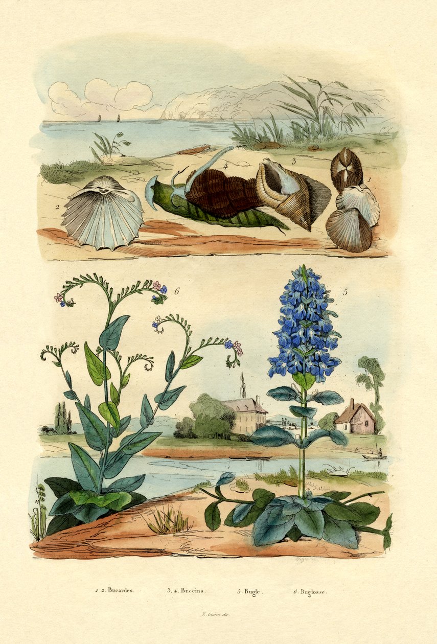 Skaller, 1833-39 af French School