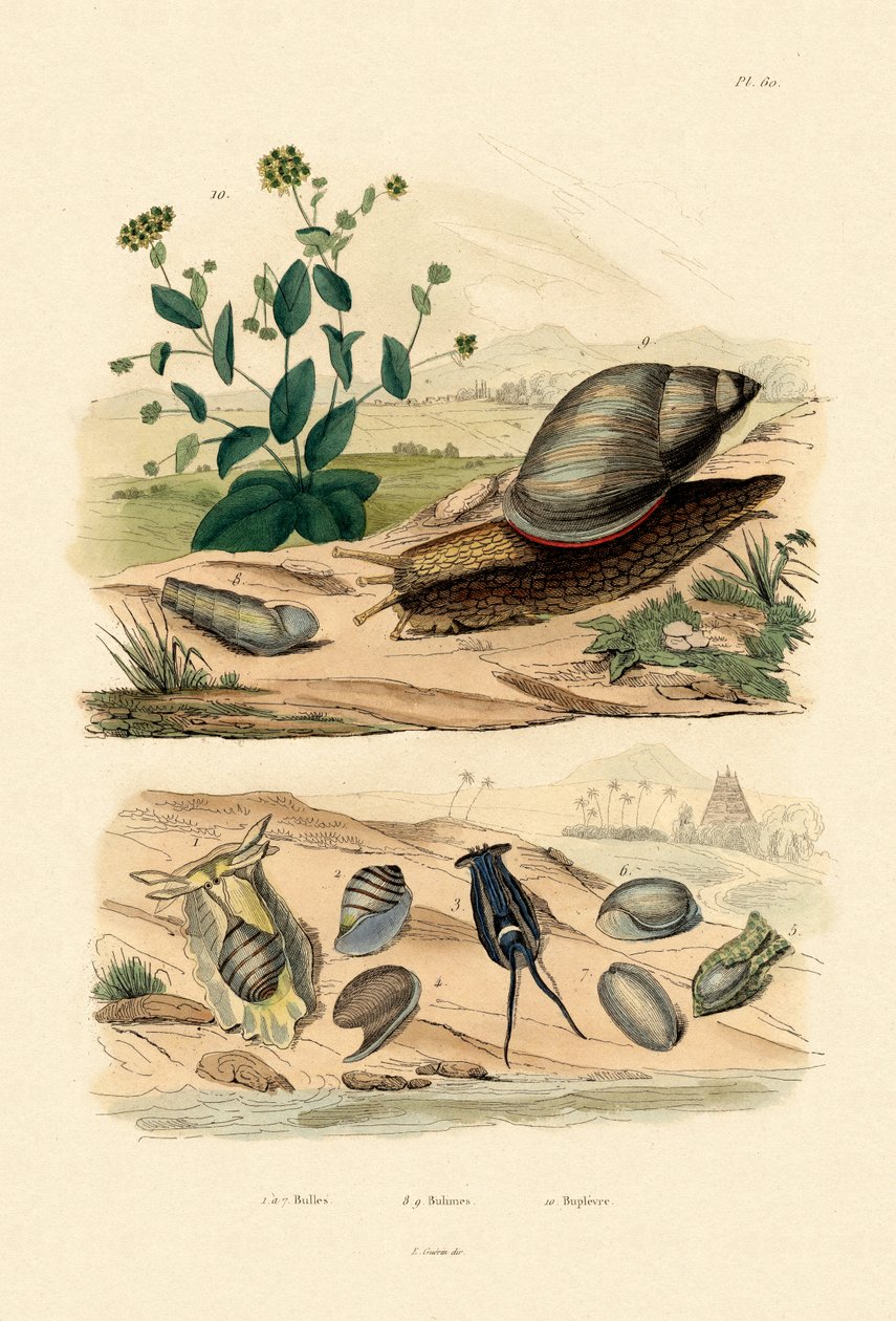 Skaller, 1833-39 af French School