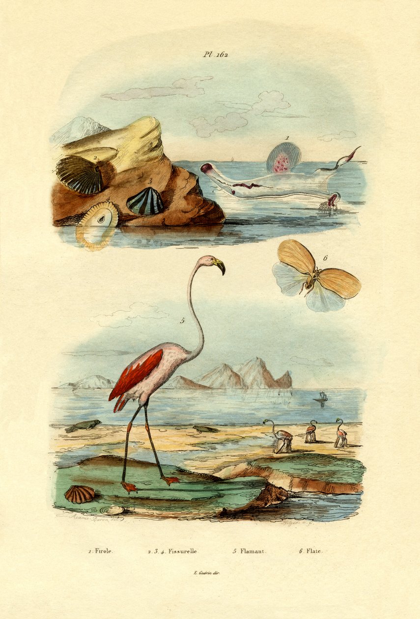 Skaller, 1833-39 af French School