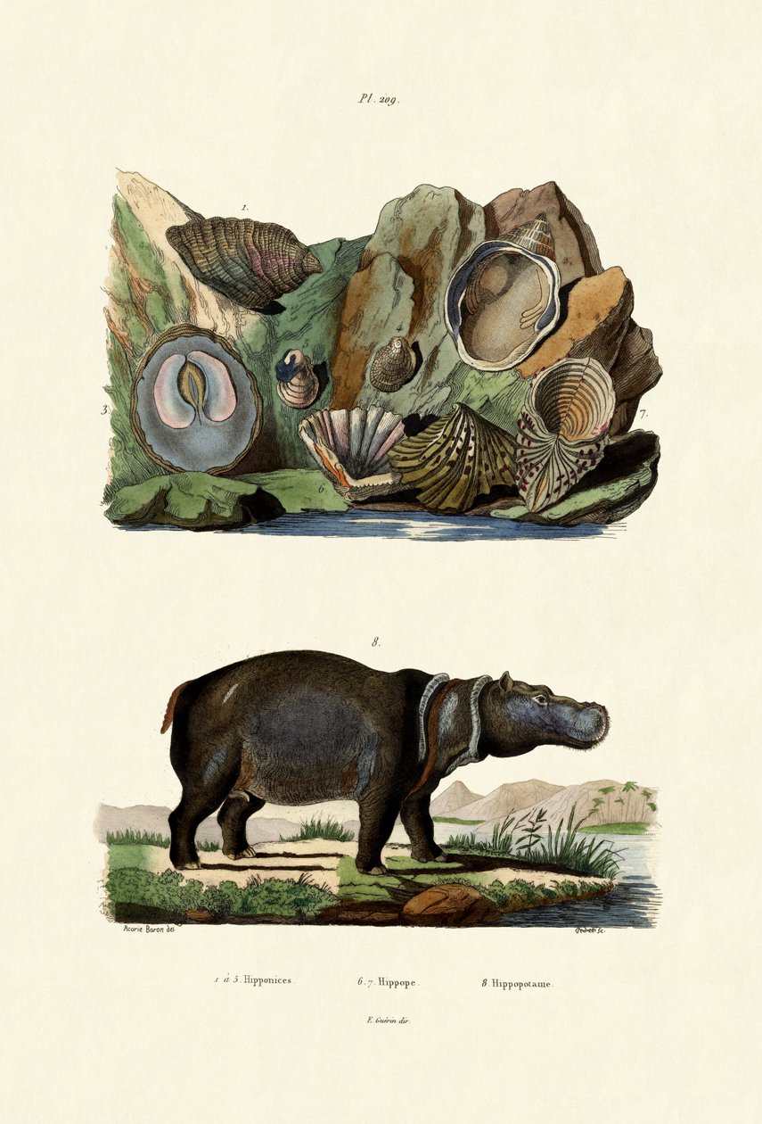 Skaller, 1833-39 af French School