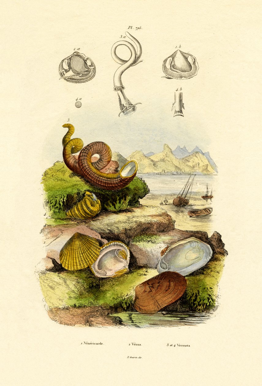 Skaller, 1833-39 af French School