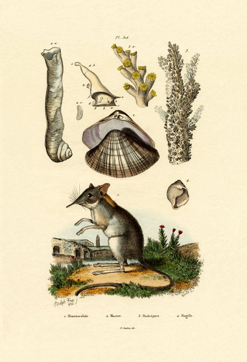 Shrew, 1833-39 af French School