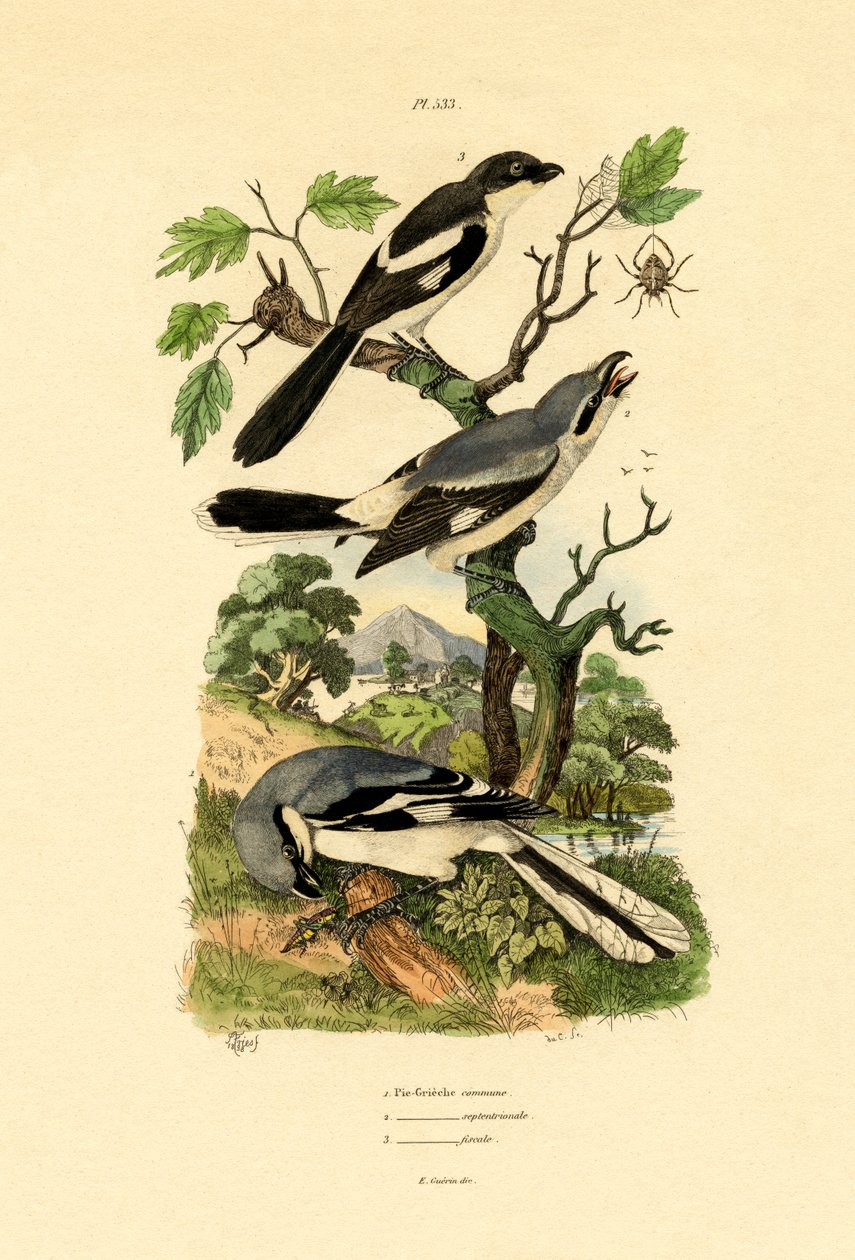 Shrikes, 1833-39 af French School
