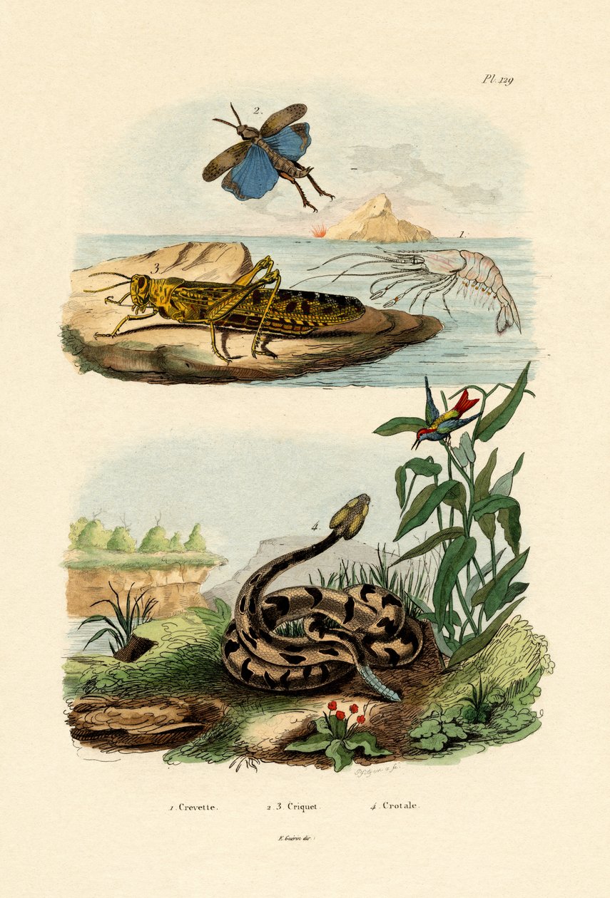 Rejer, 1833-39 af French School