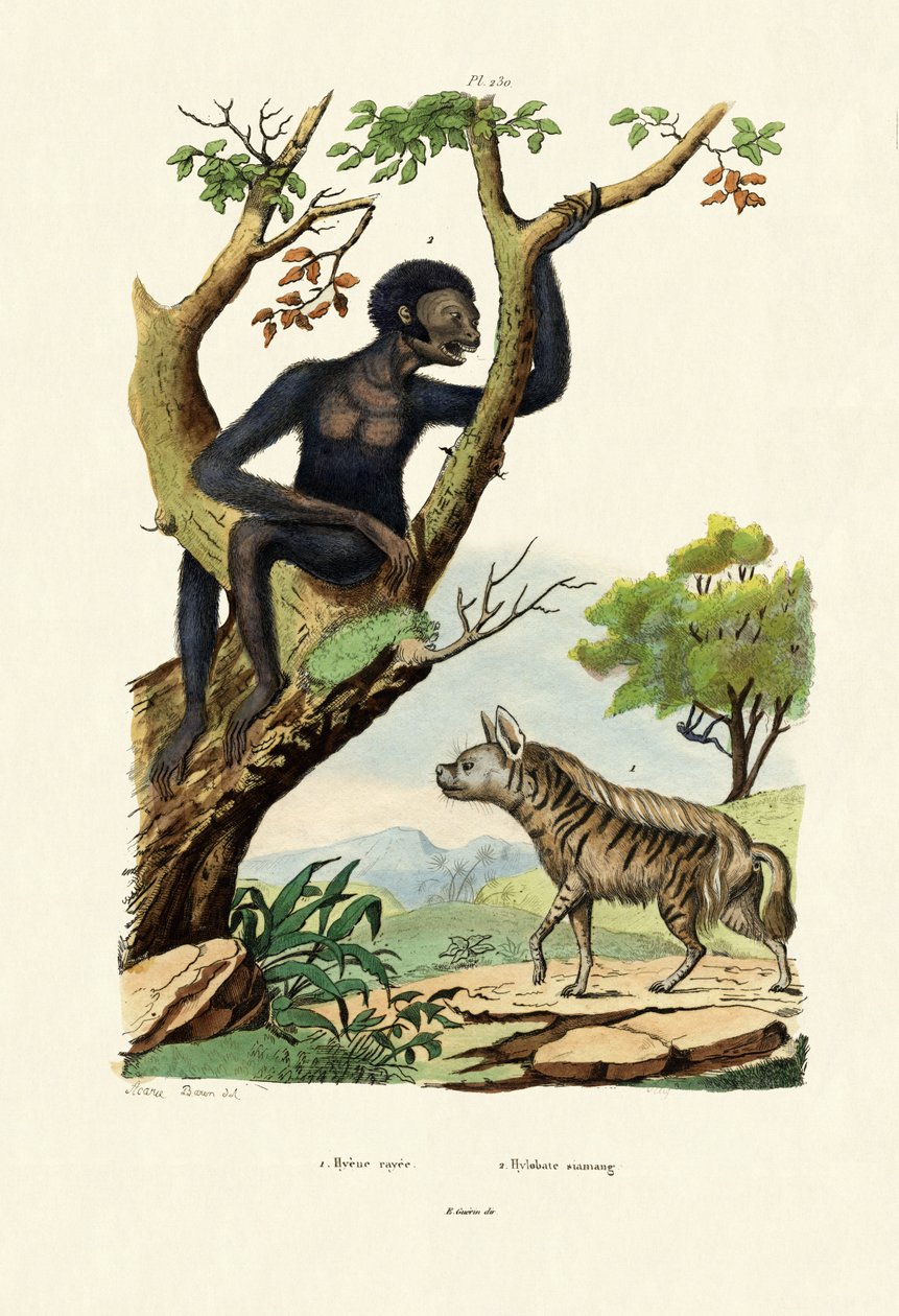 Siamang, 1833-39 af French School