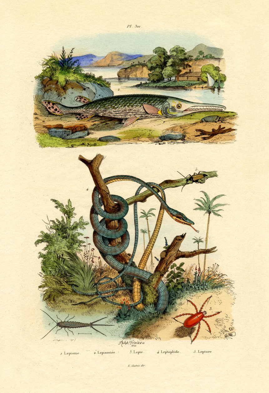 Sølvfisk, 1833-39 af French School