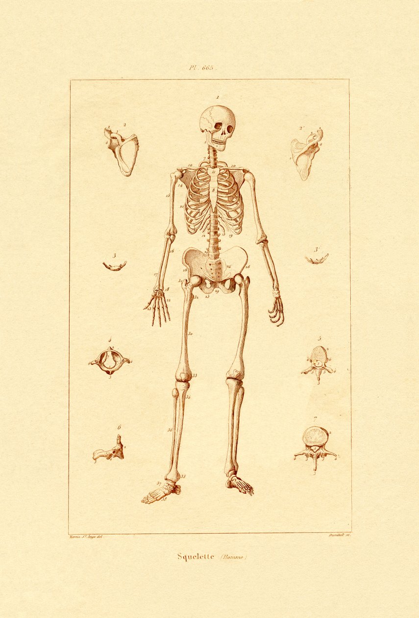 Skelet, 1833-39 af French School