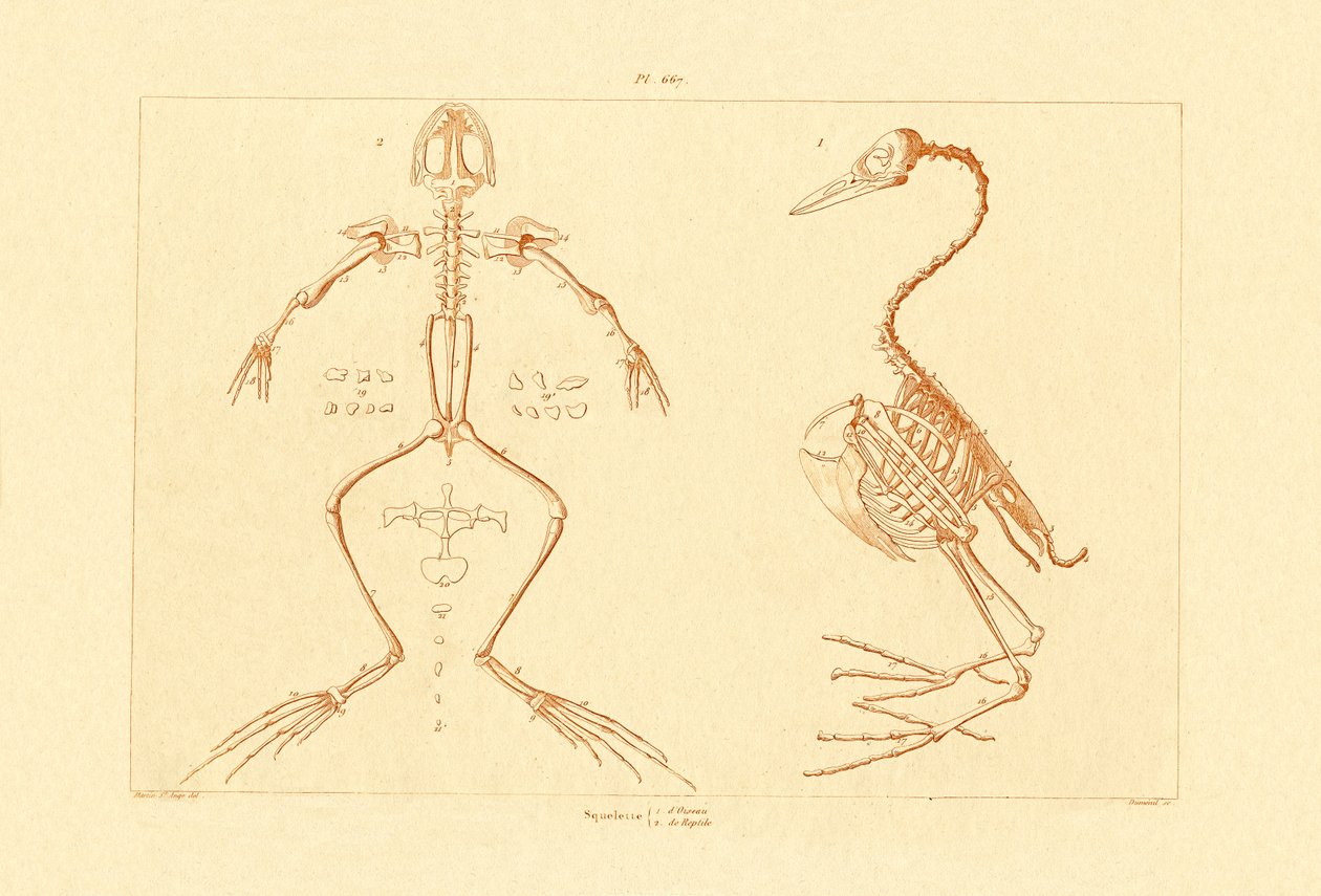 Skelet, 1833-39 af French School