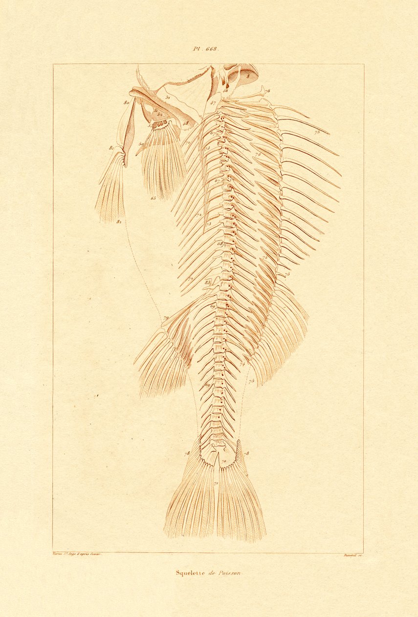 Skelet, 1833-39 af French School