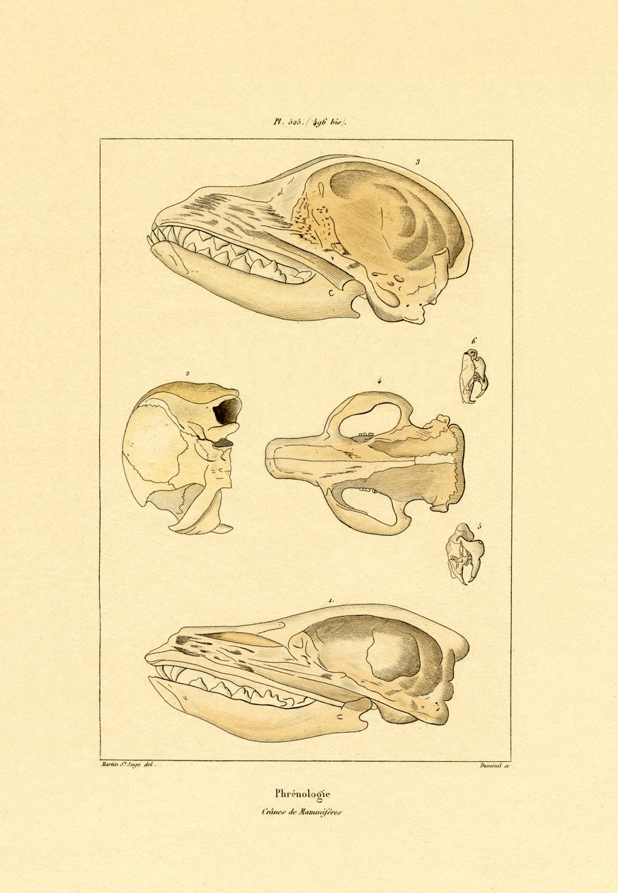 Kranier, 1833-39 af French School