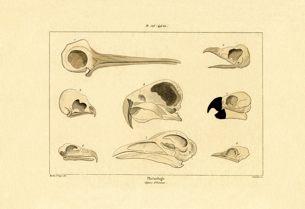 Kranier, 1833-39 af French School