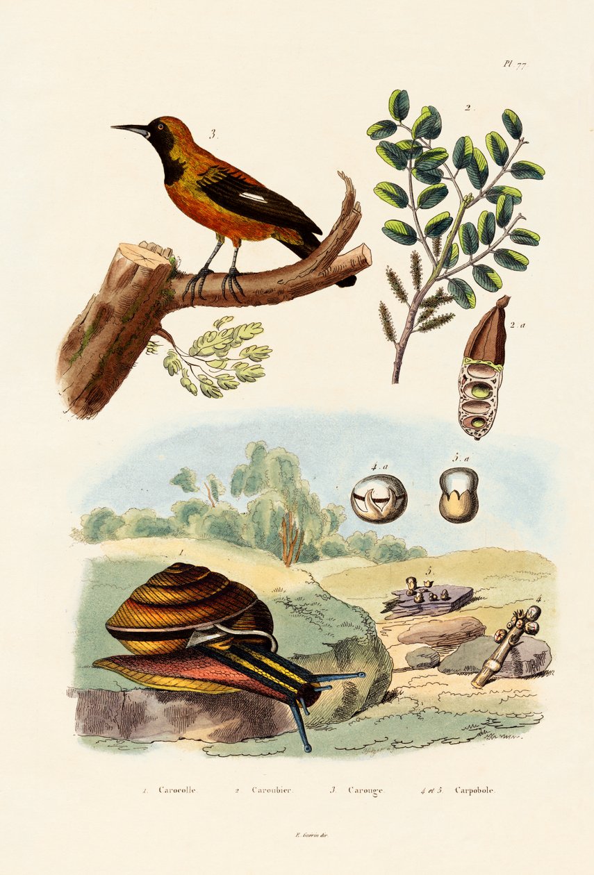 Snegl, 1833-39 af French School
