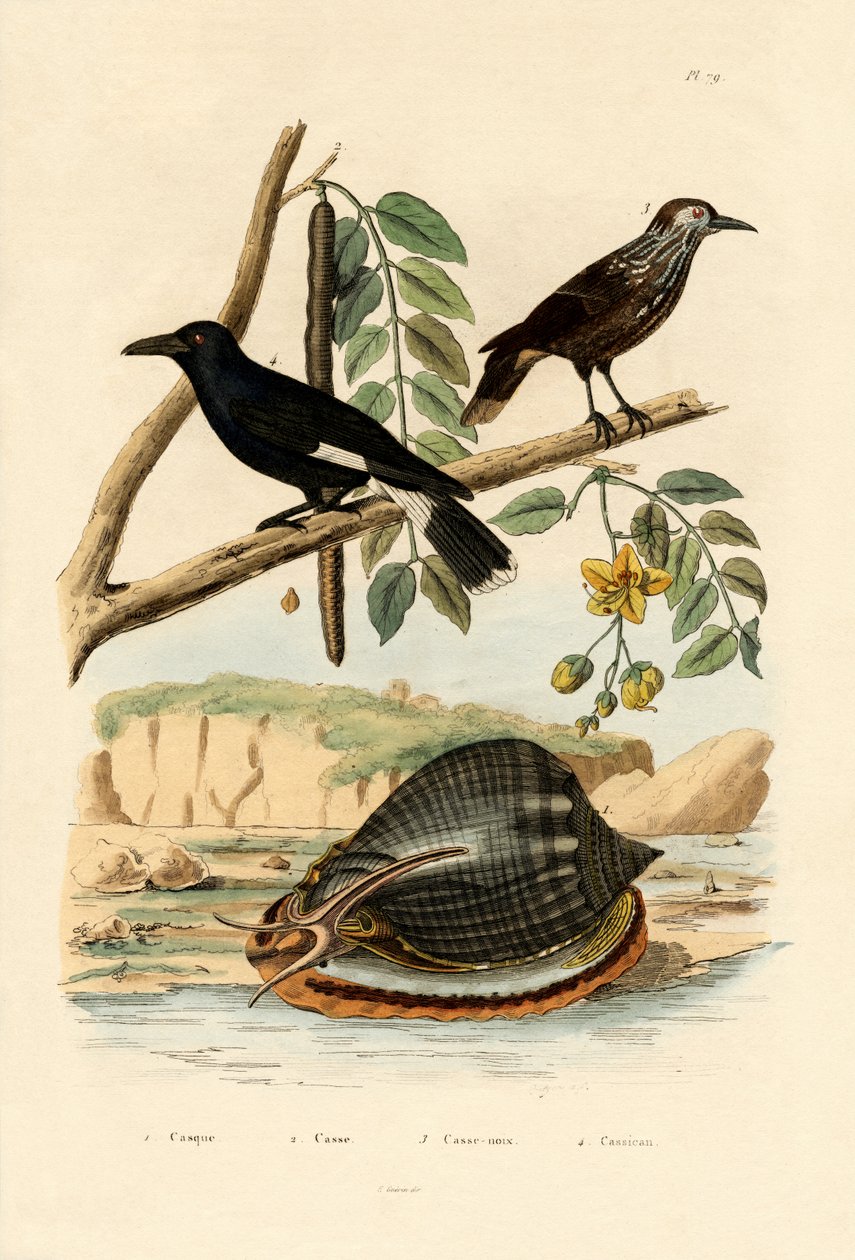 Snegl, 1833-39 af French School
