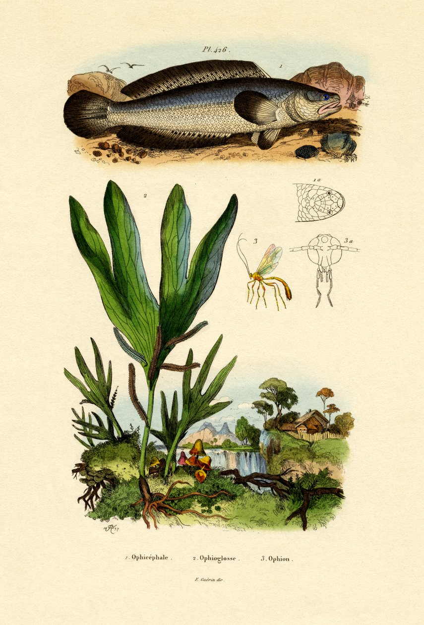 Slangehoved, 1833-39 af French School