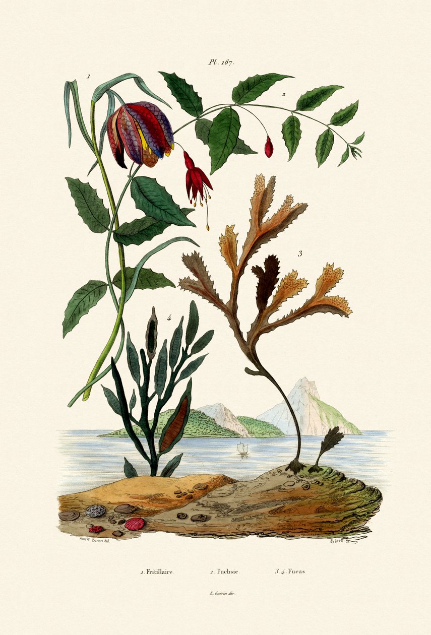 Snakes Head Fritillary, 1833-39 af French School