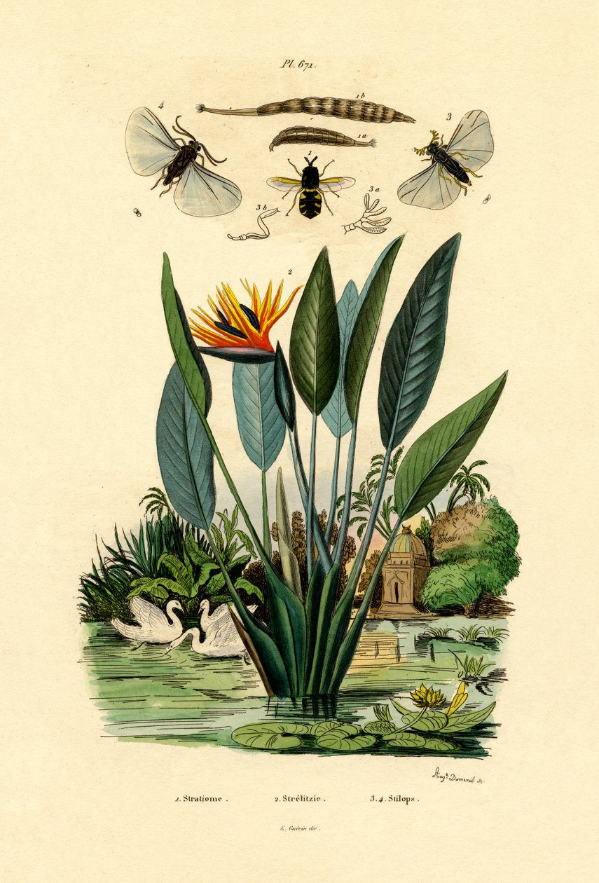 Soldatfluer, 1833-39 af French School