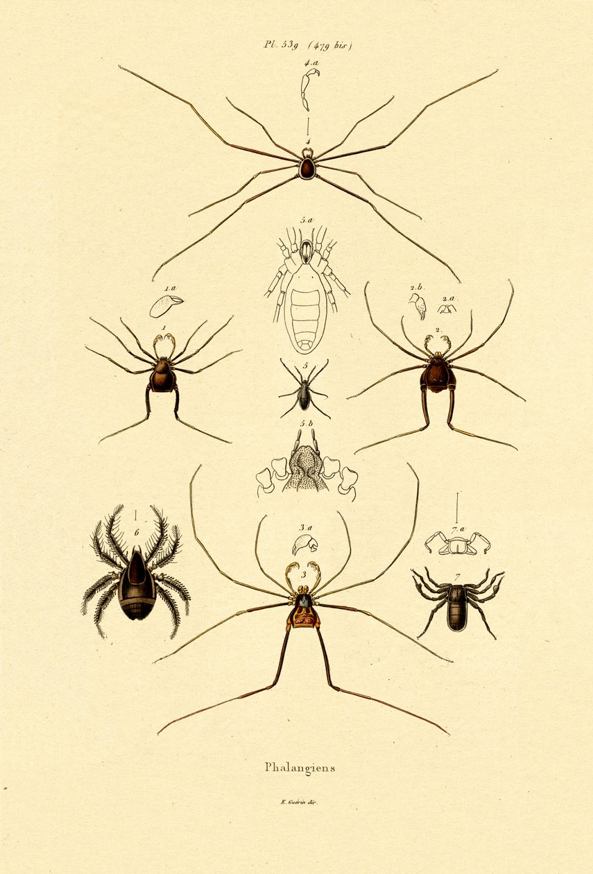Edderkopper, 1833-39 af French School