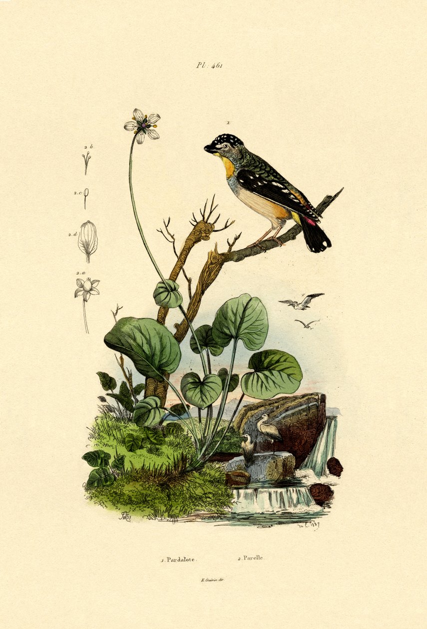 Plettet Pardalote, 1833-39 af French School