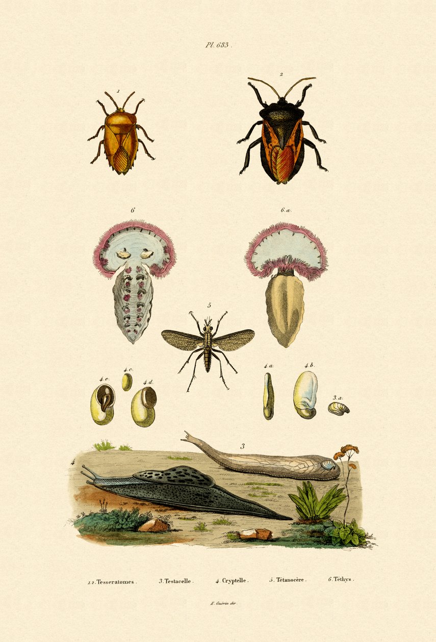 Stinkbugs, 1833-39 af French School