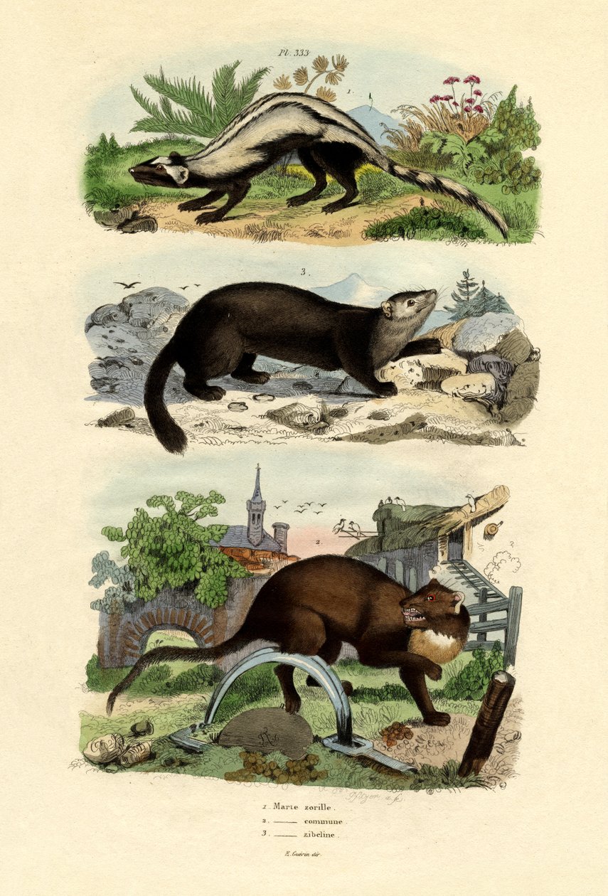 Stribet stangkat, 1833-39 af French School
