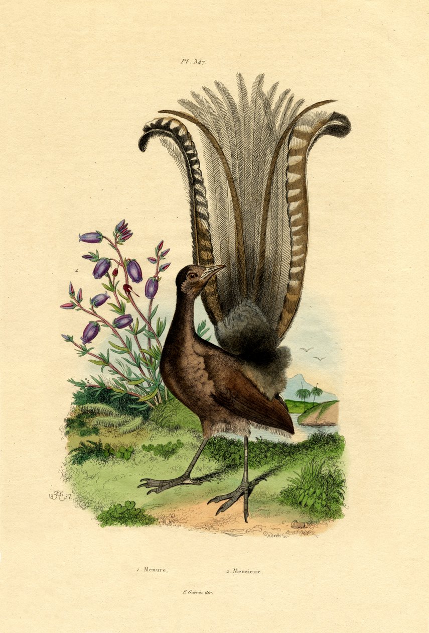Fremragende Lyrefugl, 1833-39 af French School