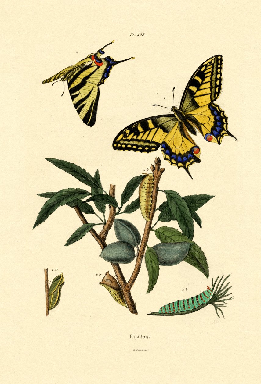 Svalehale, 1833-39 af French School