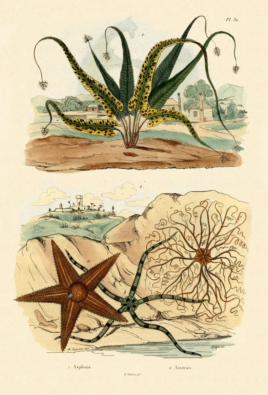 Sweet Fern, 1833-39 af French School