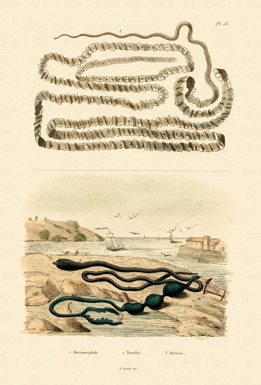 Bændelorm, 1833-39 af French School
