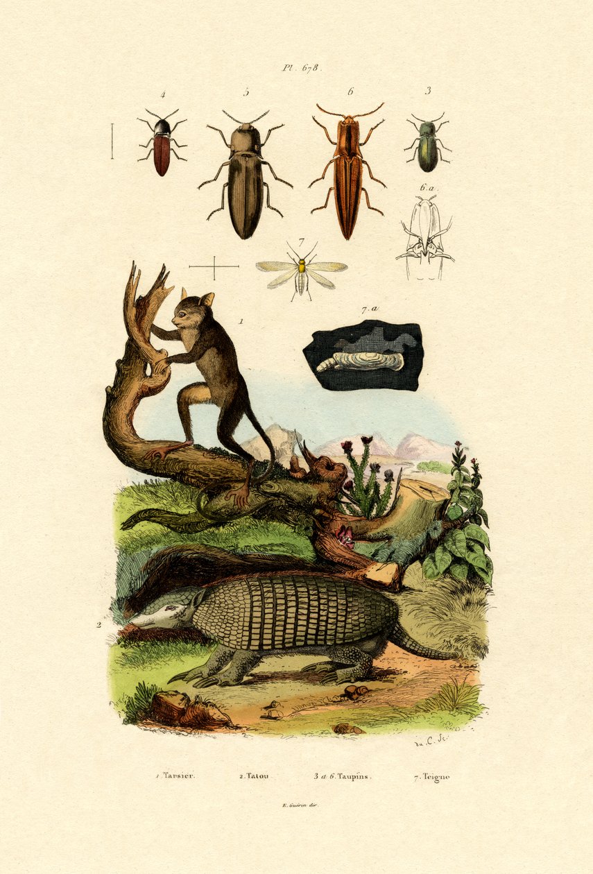 Tarsier, 1833-39 af French School