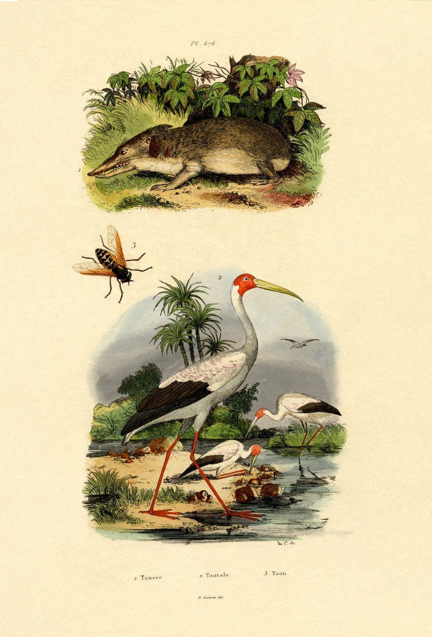 Tenrec, 1833-39 af French School
