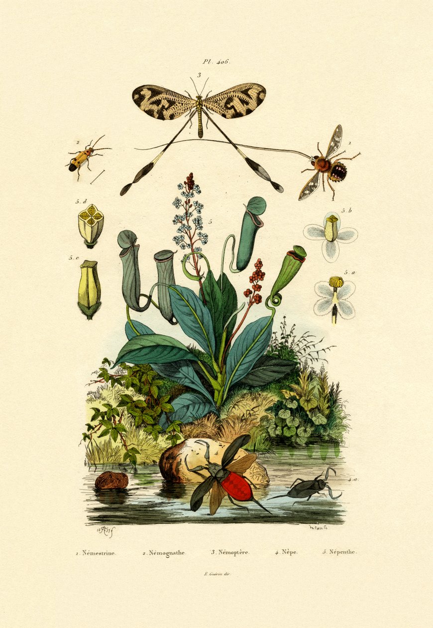 Trådvinget myreløve, 1833-39 af French School