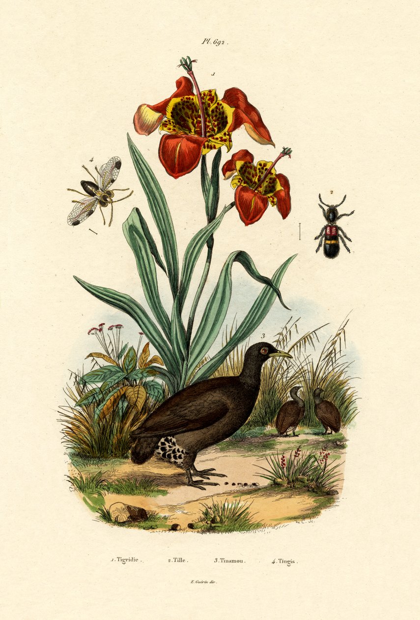 Tigerblomst, 1833-39 af French School