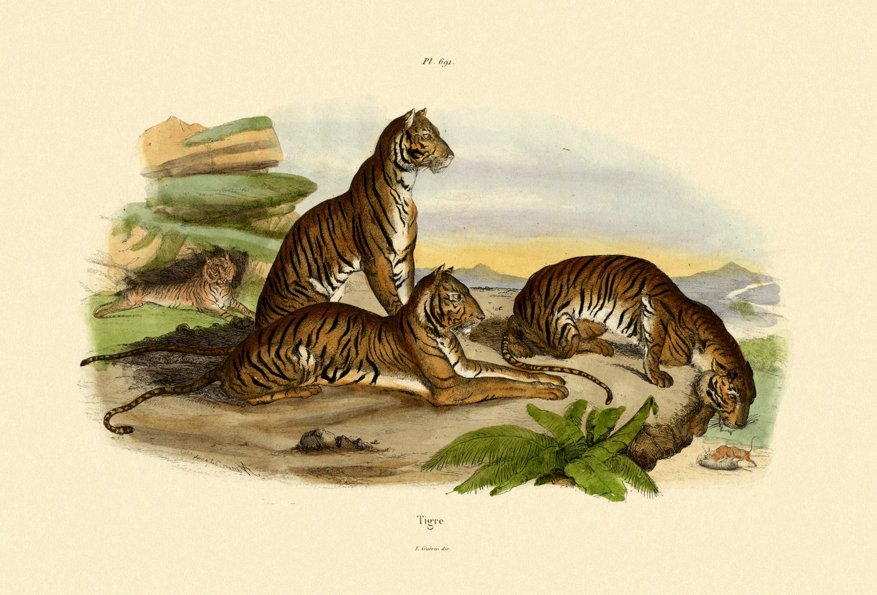 Tigre, 1833-39 af French School