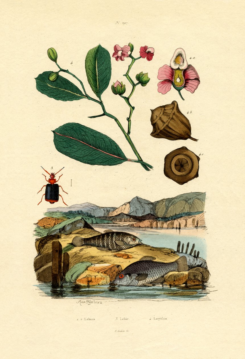 Tandkarpe, 1833-39 af French School
