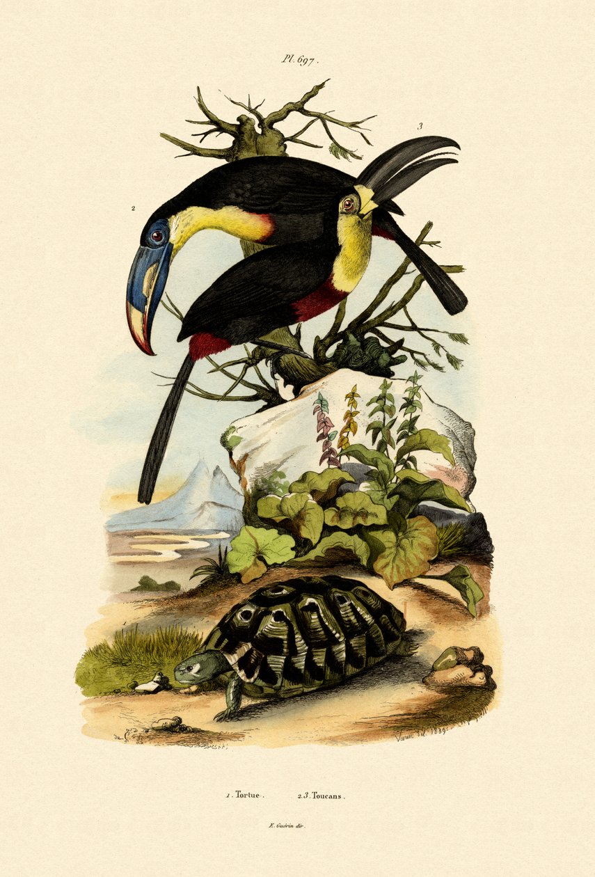 Tukaner, 1833-39 af French School