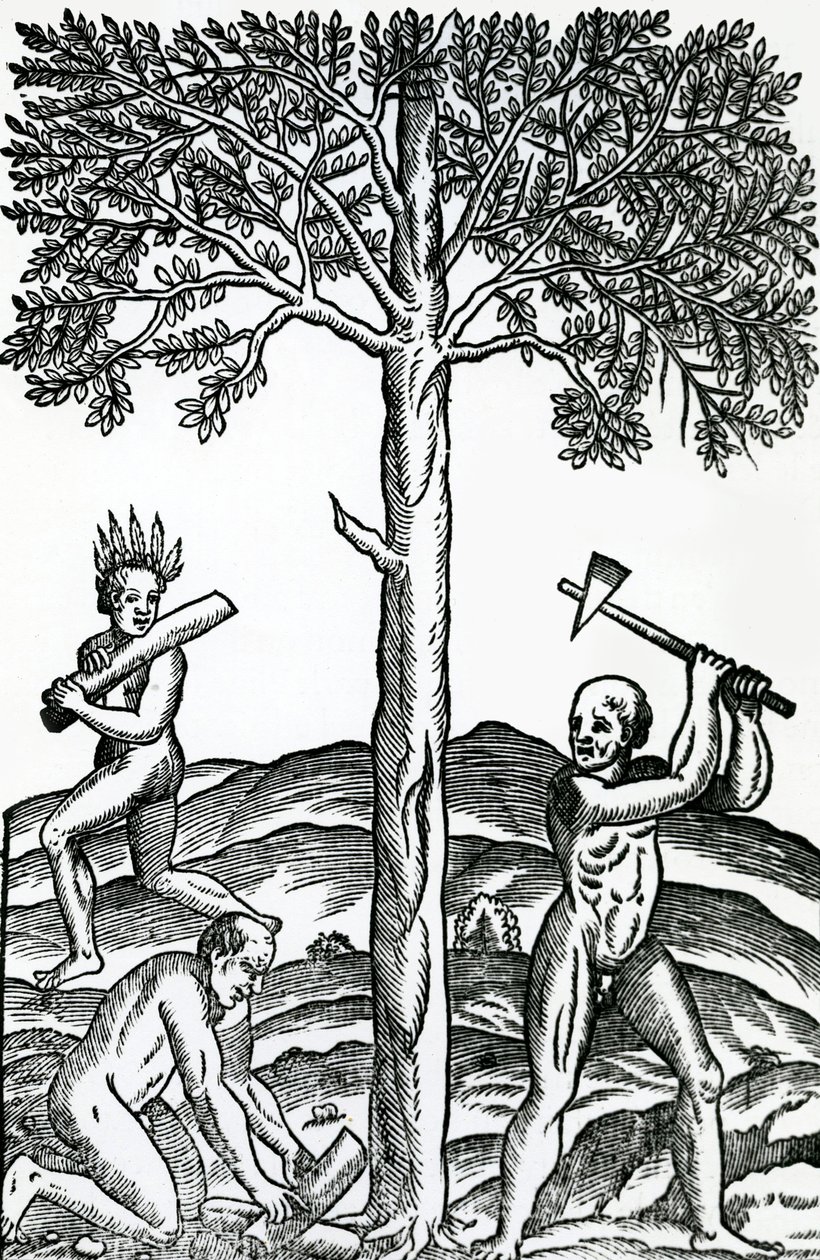 Træfældning, illustration fra Singularities of France Antarctique, af Andre de Thevet, 1558 af French School