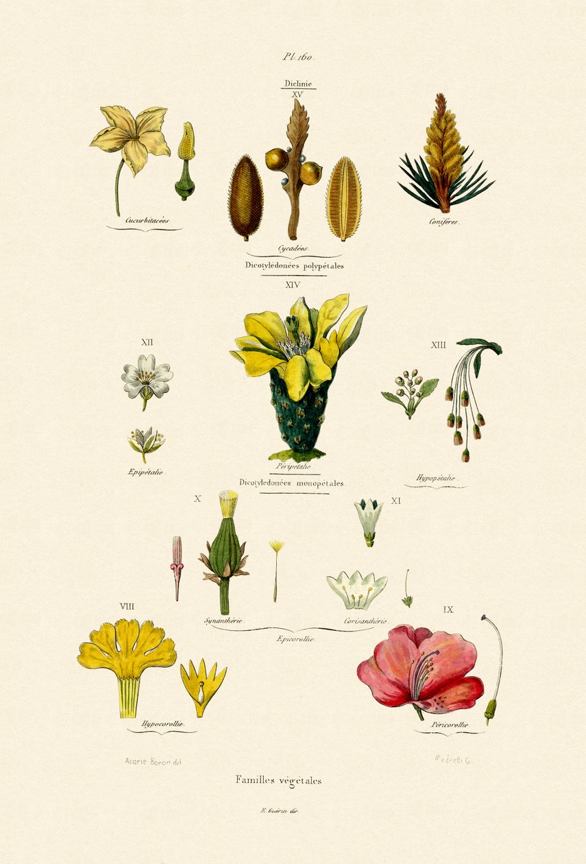 Vegetabilske Familier, 1833-39 af French School
