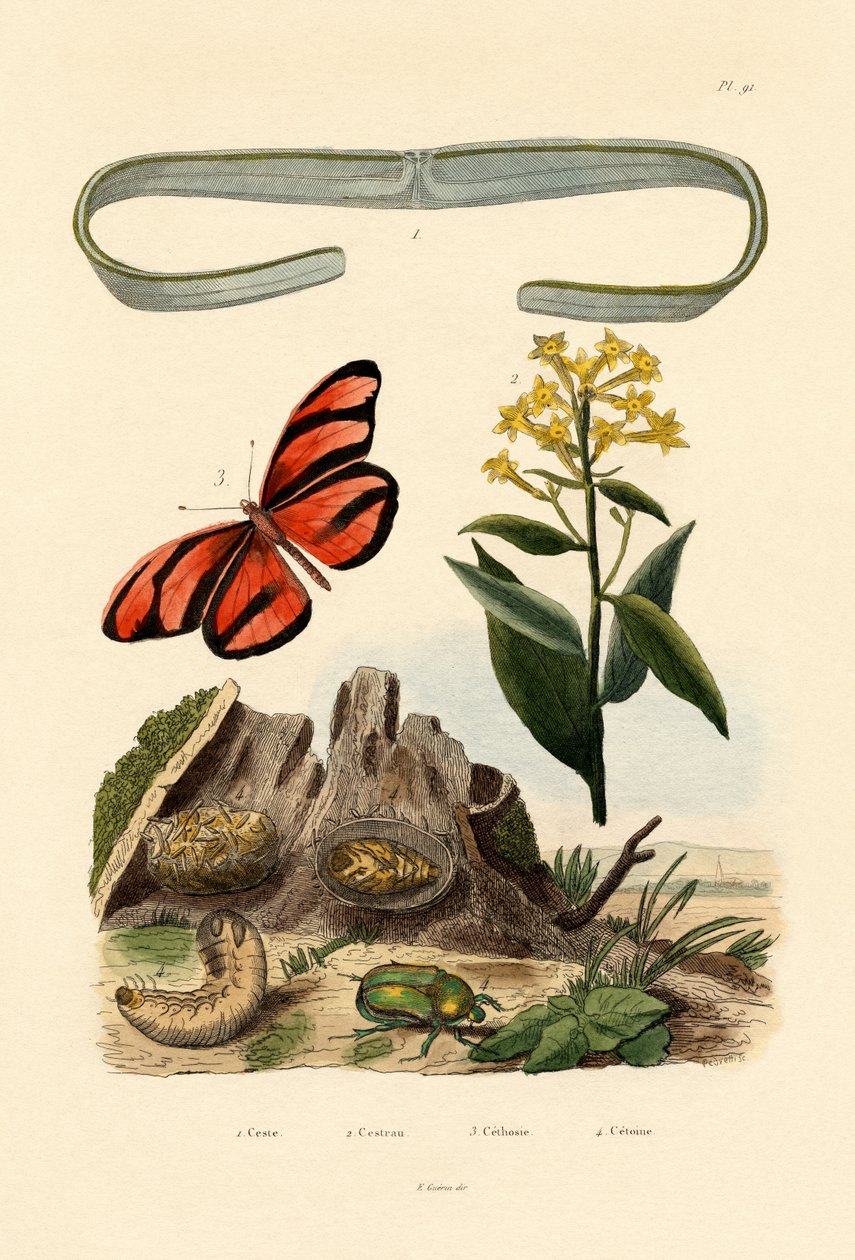 Venuss Bælte, 1833-39 af French School