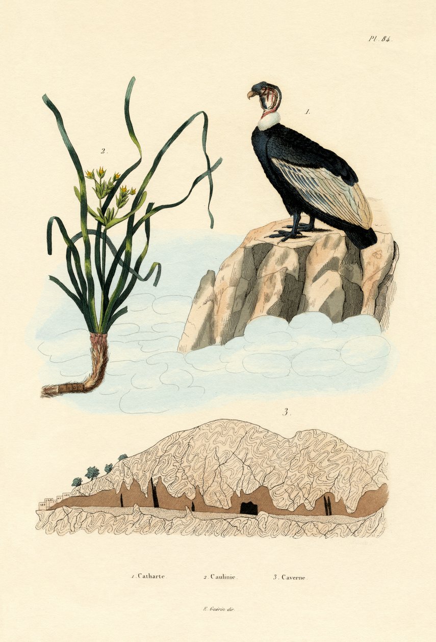 Grib, 1833-39 af French School