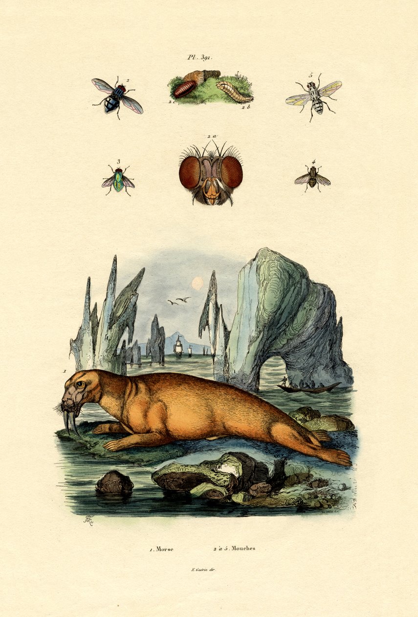 Hvalros, 1833-39 af French School