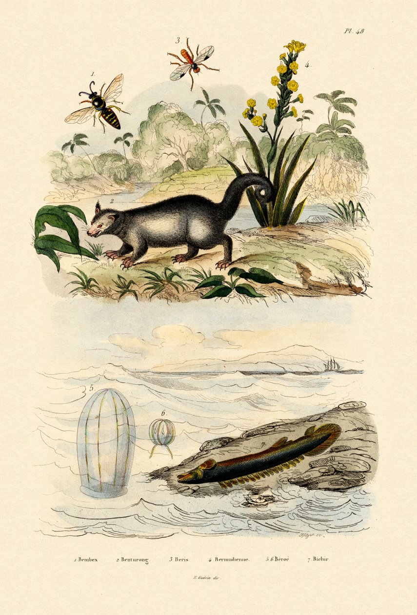 Hveps, 1833-39 af French School