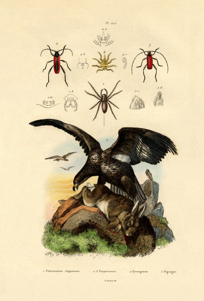 Vandedderkop, 1833-39 af French School