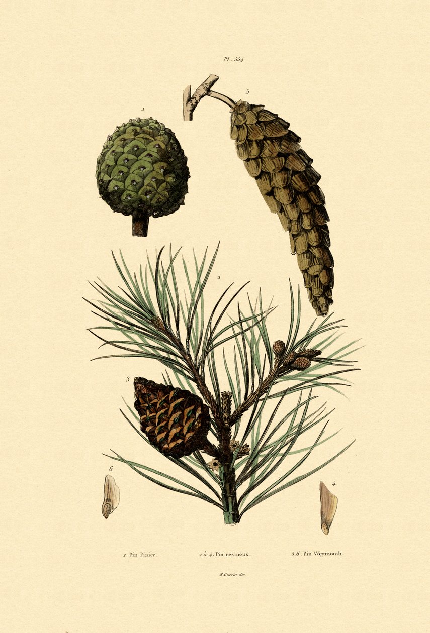 Weymouth Pine, 1833-39 af French School