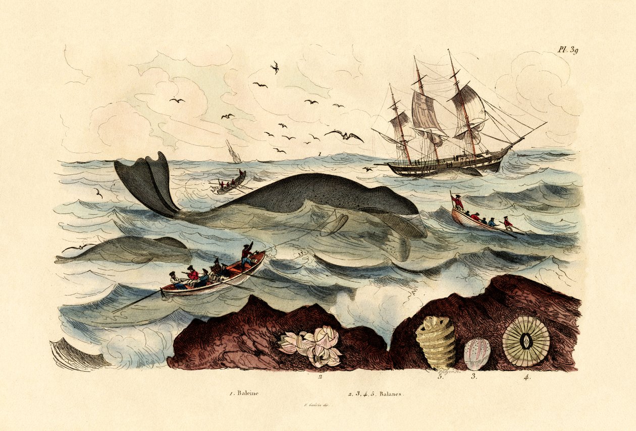 Hval, 1833-39 af French School